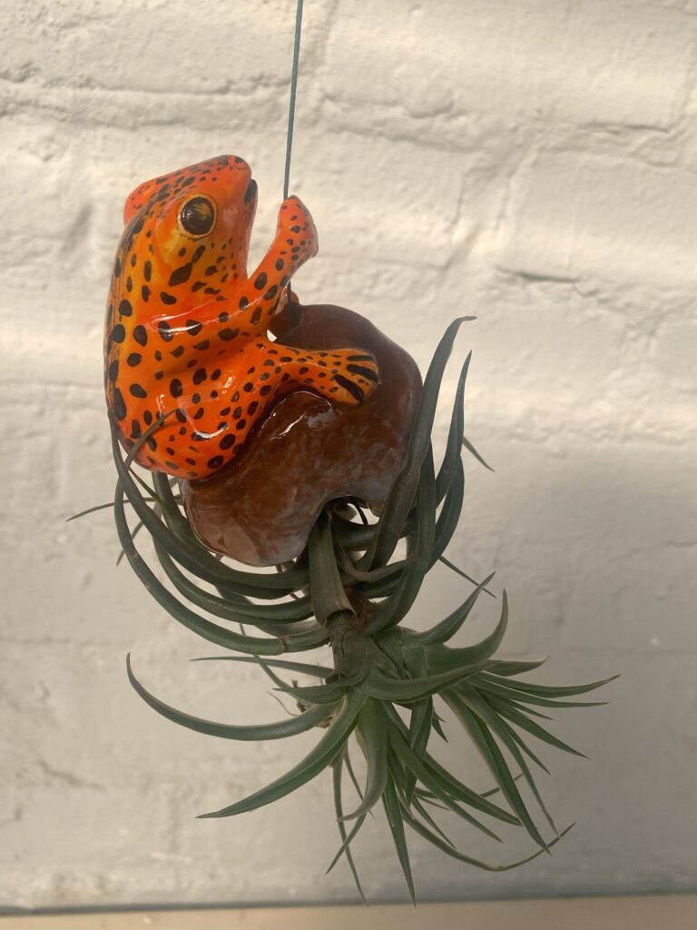 Alone Frog